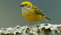 Cali: the best destination for birdwatching in Colombia Spiwak Hotels Cali: the best destination for birdwatching in Colombia Spiwak Hotels